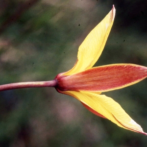 Photographie n°2342066 du taxon Tulipa sylvestris subsp. australis (Link) Pamp. [1914]