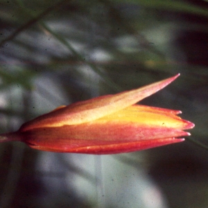 Photographie n°2342067 du taxon Tulipa sylvestris subsp. australis (Link) Pamp. [1914]