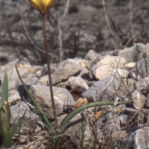 Photographie n°2342071 du taxon Tulipa sylvestris subsp. australis (Link) Pamp. [1914]