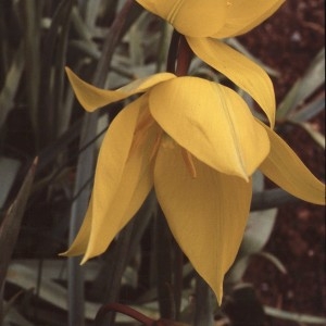 Photographie n°2342072 du taxon Tulipa sylvestris subsp. australis (Link) Pamp. [1914]