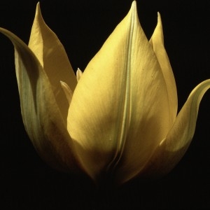 Photographie n°2342074 du taxon Tulipa sylvestris subsp. australis (Link) Pamp. [1914]
