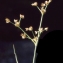  Liliane Roubaudi - Juncus acutiflorus Ehrh. ex Hoffm. [1791]