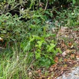 Photographie n°2342232 du taxon Sonchus oleraceus L. [1753]