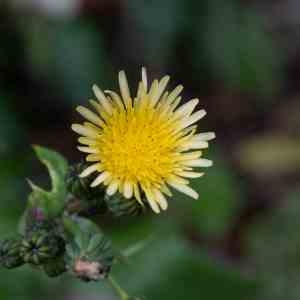 Photographie n°2342233 du taxon Sonchus oleraceus L. [1753]