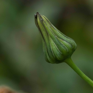 Photographie n°2342235 du taxon Sonchus oleraceus L. [1753]