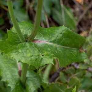 Photographie n°2342237 du taxon Sonchus oleraceus L. [1753]