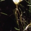  Liliane Roubaudi - Lloydia serotina (L.) Rchb. [1830]