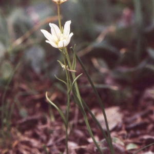 Photographie n°2342241 du taxon Lloydia serotina (L.) Rchb. [1830]