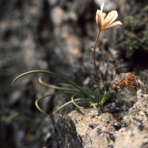 Photographie n°2342242 du taxon Lloydia serotina (L.) Rchb. [1830]