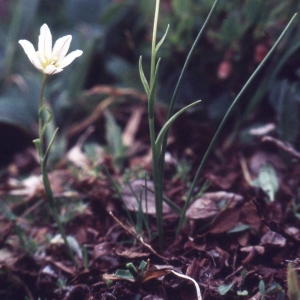 Photographie n°2342243 du taxon Lloydia serotina (L.) Rchb. [1830]