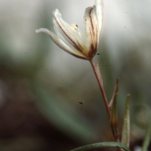 Photographie n°2342244 du taxon Lloydia serotina (L.) Rchb. [1830]