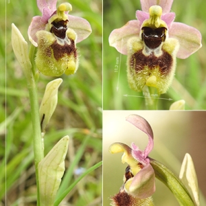  - Ophrys tenthredinifera subsp. neglecta (Parl.) E.G.Camus [1908]