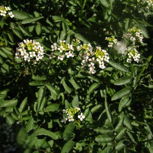 Photographie n°2342274 du taxon Nasturtium officinale R.Br. [1812]