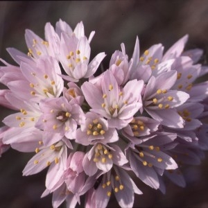 Photographie n°2342277 du taxon Allium roseum L. [1753]