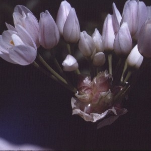 Photographie n°2342278 du taxon Allium roseum L. [1753]