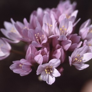 Photographie n°2342279 du taxon Allium roseum L. [1753]