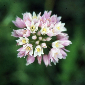 Photographie n°2342280 du taxon Allium roseum L. [1753]