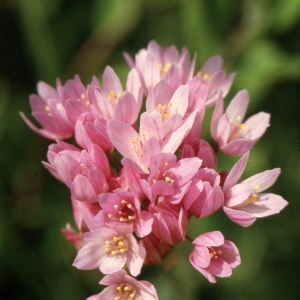 Photographie n°2342281 du taxon Allium roseum L. [1753]