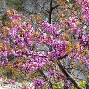 Photographie n°2342305 du taxon Cercis siliquastrum L. [1753]