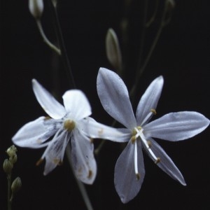 Photographie n°2342380 du taxon Anthericum ramosum L. [1753]