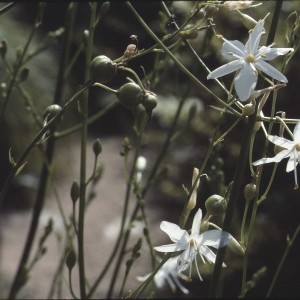 Photographie n°2342381 du taxon Anthericum ramosum L. [1753]