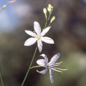 Photographie n°2342382 du taxon Anthericum ramosum L. [1753]