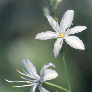 Photographie n°2342383 du taxon Anthericum ramosum L. [1753]