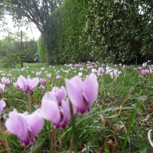  - Cyclamen hederifolium Aiton [1789]