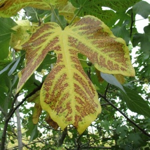 Photographie n°2342399 du taxon Ficus carica L. [1753]