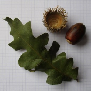 Photographie n°2342413 du taxon Quercus cerris L. [1753]