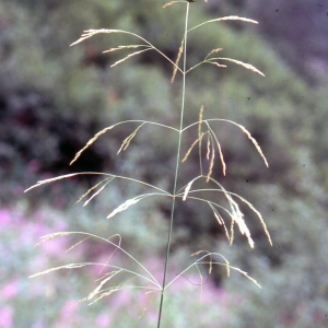 Photographie n°2342467 du taxon Deschampsia cespitosa (L.) P.Beauv. [1812]