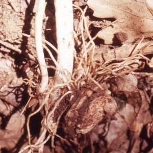 Arum cylindraceum Gasp. (Arum des Alpes)