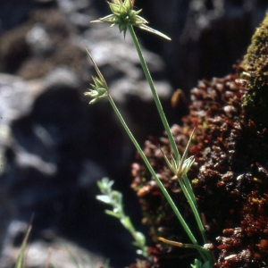 Juncus mutabilis Cav. (Jonc à inflorescences globuleuses)