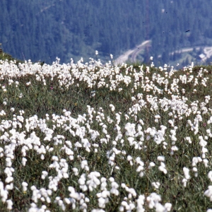 Photographie n°2342480 du taxon Eriophorum angustifolium Honck. [1782]