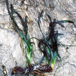 Posidonia oceanica (L.) Delile (Posidonie)