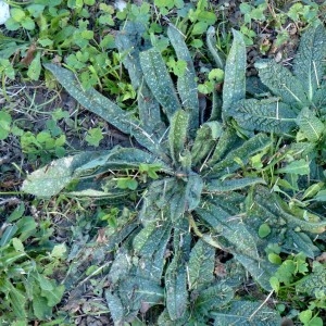 Photographie n°2342542 du taxon Echium vulgare L. [1753]