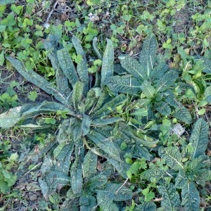 Photographie n°2342543 du taxon Echium vulgare L. [1753]