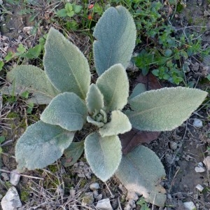 Photographie n°2342544 du taxon Verbascum thapsus L. [1753]