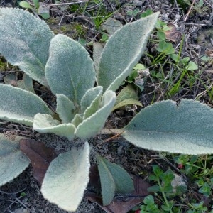 Photographie n°2342545 du taxon Verbascum thapsus L. [1753]