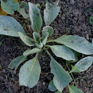 Photographie n°2342548 du taxon Verbascum thapsus L. [1753]