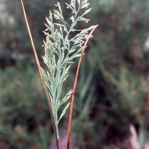 Photographie n°2342613 du taxon Cutandia maritima (L.) Benth. [1881]