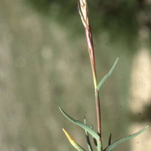  - Trisetum distichophyllum (Vill.) P.Beauv. ex Roem. & Schult. [1817]