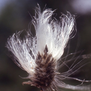 Eriophorum scabridum Ohwi (Linaigrette à gaines)