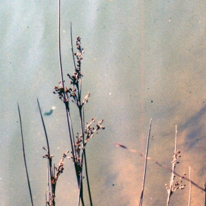 Juncus maritimus Lam. (Jonc maritime)