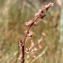  Liliane Roubaudi - Triglochin bulbosa subsp. barrelieri (Loisel.) Rouy [1912]