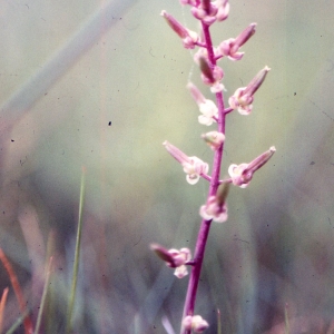 Triglochin barrelieri Loisel. (Troscart de Barrelier)