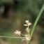  Liliane Roubaudi - Cyperus rotundus L. [1753]