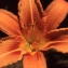  Liliane Roubaudi - Hemerocallis fulva (L.) L. [1762]