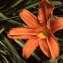  Liliane Roubaudi - Hemerocallis fulva (L.) L. [1762]