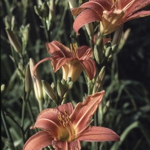 Photographie n°2342699 du taxon Hemerocallis fulva (L.) L. [1762]